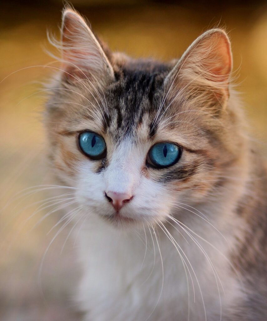 cat, blue eyes, pet