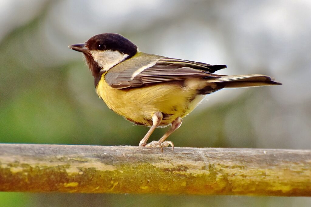 great tit, songbird, bird