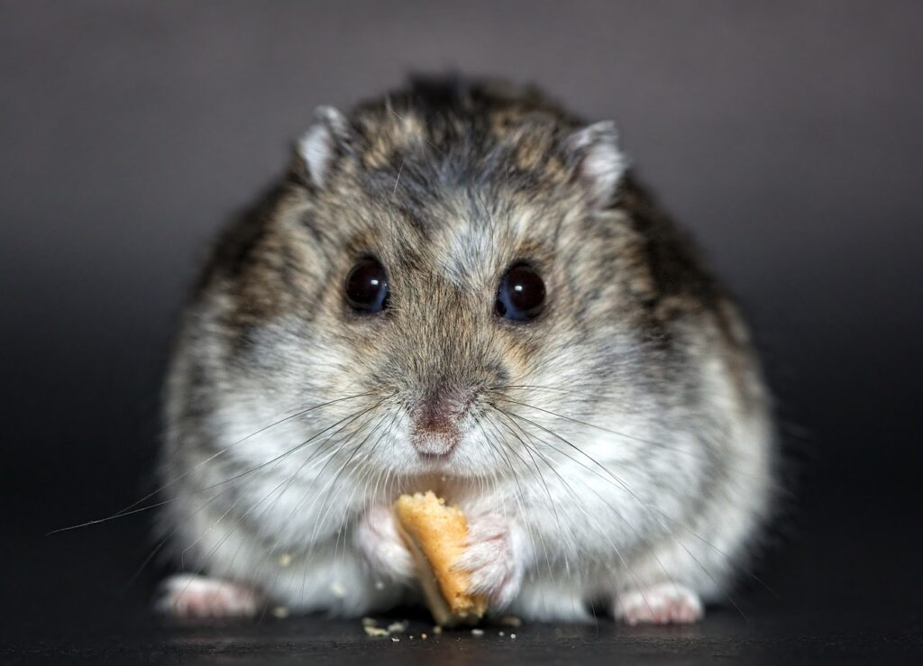 hamster, rodent, dwarf hamster